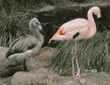 Chilean flamingo & chick