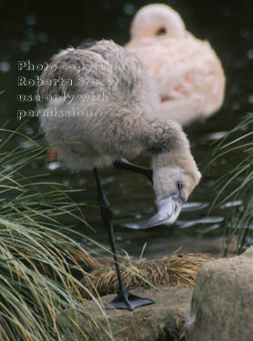 Chilean flamingo chick