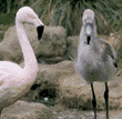 Chilean flamingo & chick