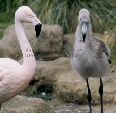 Chilean flamingo & chick