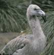 Chilean flamingo chick 