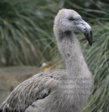 Chilean flamingo chick 