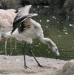 Chilean flamingo chick 