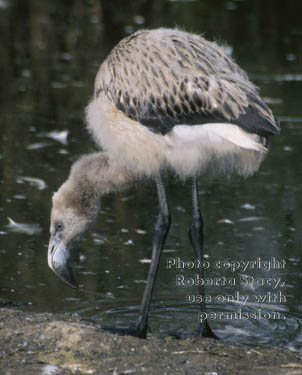 Chilean flamingo chick 