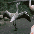 Chilean flamingo chick