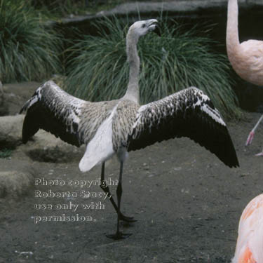 Chilean flamingo chick