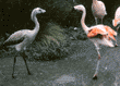 Chilean flamingo & chick