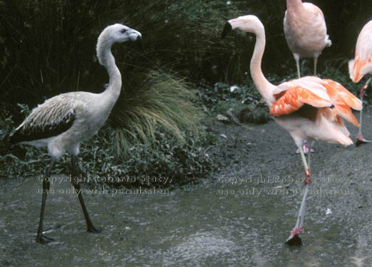 Chilean flamingo & chick