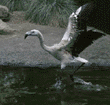 Chilean flamingo chick