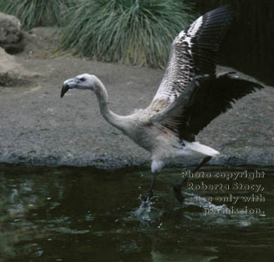 Chilean flamingo chick