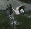 Chilean flamingo chick