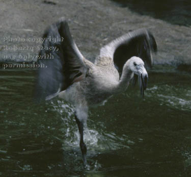 Chilean flamingo chick