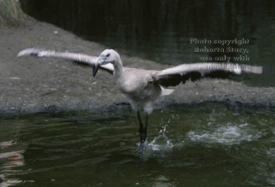 Chilean flamingo chick