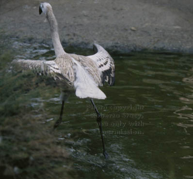 Chilean flamingo chick