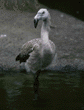 Chilean flamingo chick