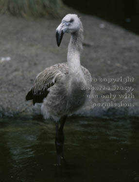 Chilean flamingo chick