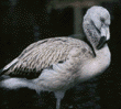 Chilean flamingo chick