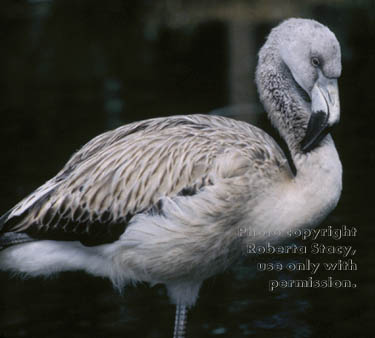 Chilean flamingo chick