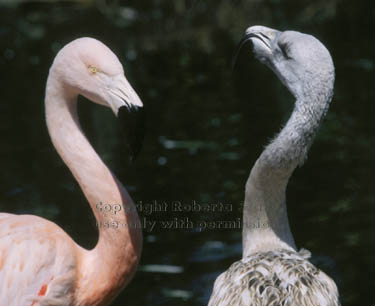 Chilean flamingo & chick