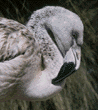 Chilean flamingo chick