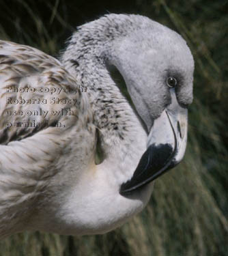 Chilean flamingo chick