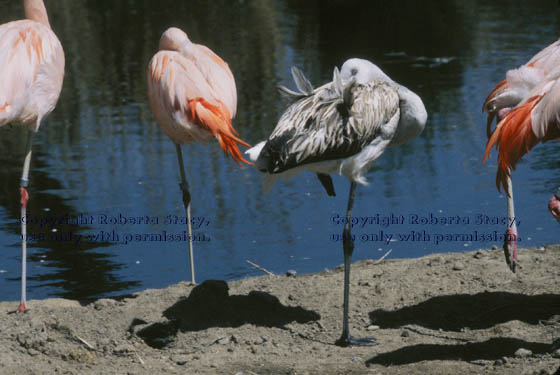 Chilean flamingos & chick