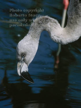 Chilean flamingo chick