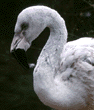 Chilean flamingo chick