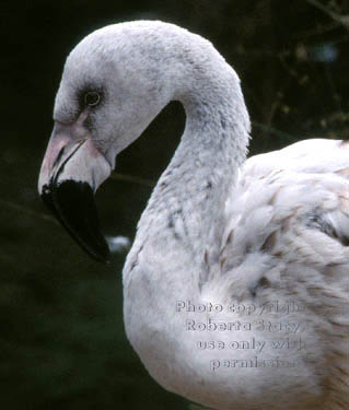 Chilean flamingo chick