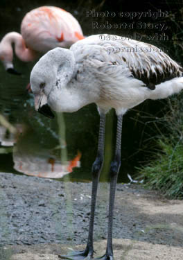 Chilean flamingo chick