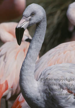 Chilean flamingo chick