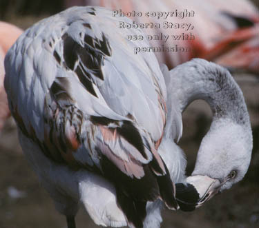 Chilean flamingo chick