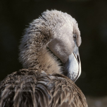 Chilean flamingo, immature