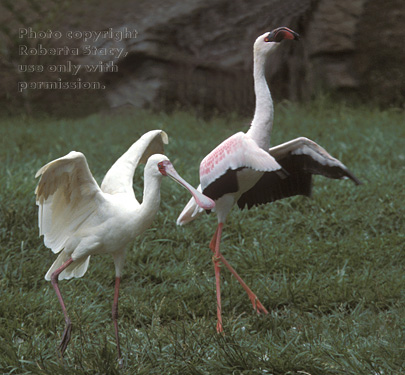 flamingo & spoonbill