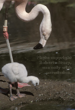 Chilean flamingo & chick