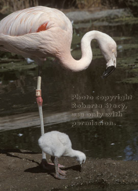 Chilean flamingo & chick