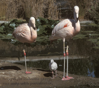 Chilean flamingos & chick