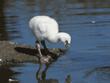 Chilean flamingo chick