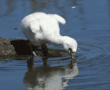 Chilean flamingo chick