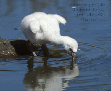 Chilean flamingo chick