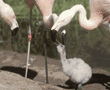 Chilean flamingos & chick