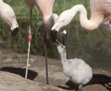 Chilean flamingos & chick