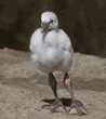 Chilean flamingo chick