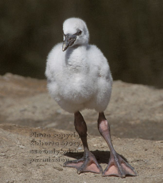 Chilean flamingo chick