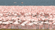 flamingos