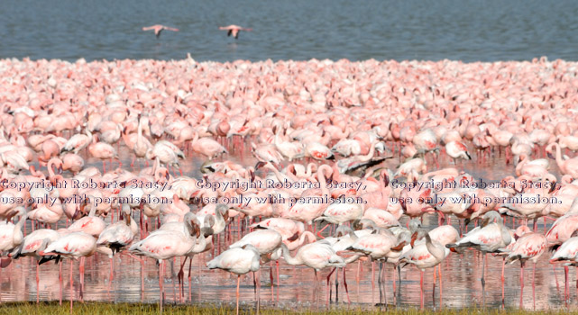 flamingos