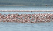 flamingos standing in lake