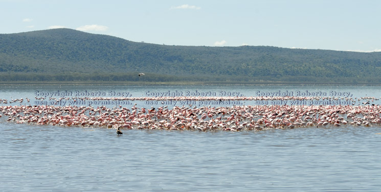 flamingos standing in water