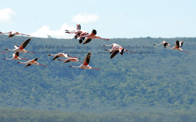 flamingos flying