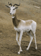 addra (dama) gazelle